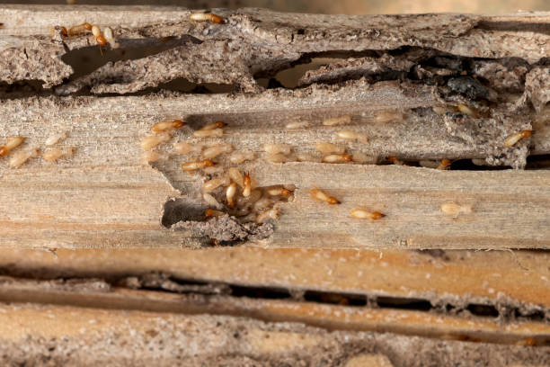 Best Pest Control Near Me  in Riverbank, CA